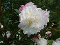 Camellia sasanqua double